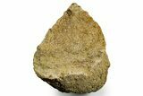 Dinosaur (Triceratops) Bone Section - Montana #366580-1